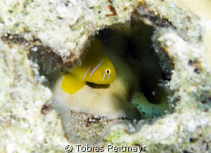 Lemon goby, El Fanadir, Hurghada. Canon EOS 350d, 18-55mm. by Tobias Reitmayr 